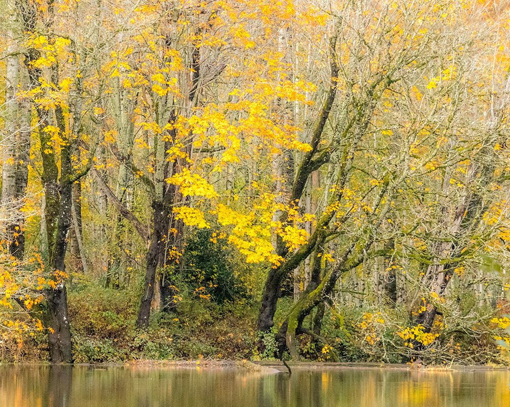 USA-Washington State-Snoqualmie River edged by Big Leaf Maple Trees in yellow